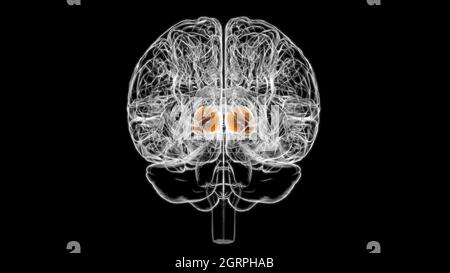 Brain Thalamus Anatomy for Medical Concept 3D Illustration Stockfoto