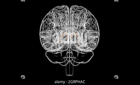 Hirnstria terminalis Anatomie für medizinisches Konzept 3D Illustration Stockfoto