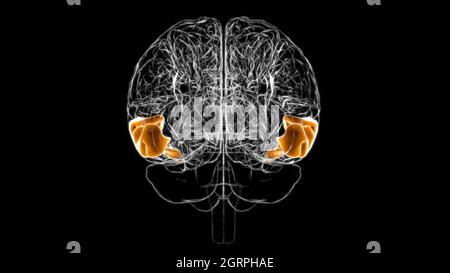 Gehirn mittlere temporale Gyrus Anatomie für Medical Concept 3D Illustration Stockfoto