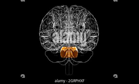 Brain pons Anatomy for Medical Concept 3D Illustration Stockfoto