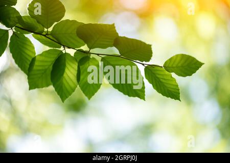 Nahaufnahme Natur Blick auf grüne Buche Blatt auf Frühlingszweige auf verschwommenem Hintergrund im Wald. Copyspace machen Verwendung als natürliche grüne Pflanzen und Ökologie Hintergrund Stockfoto