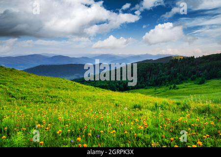 Fantastische Szene in den Bergen im Sommer. Üppig grüne Wiesen in traumhafter Abendsonne. Karpaten, Europa. Landschaftsfotografie Stockfoto