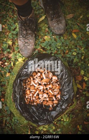 Honigpilze auf Stumpf in schwarzer Plastiktüte im Herbstwald Stockfoto