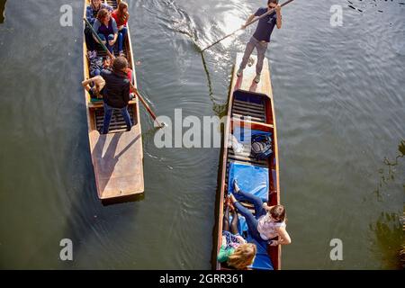 Stecheln auf dem River Cam. Cambridge, England, Großbritannien. Stockfoto
