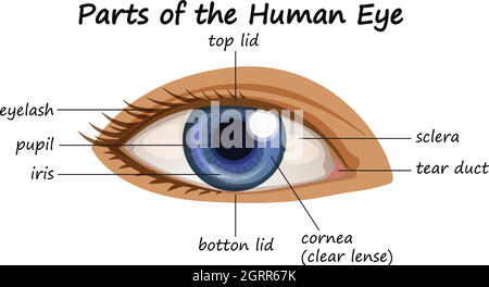 Diagramm mit Teilen des menschlichen Auges Stock Vektor