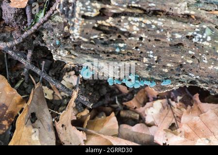 Grüner Elfcup (Chlorociboria aeruginascens) Stockfoto