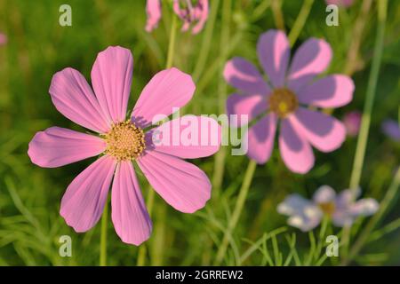 Zwei rosa blüten der cosmea im Garten Stockfoto