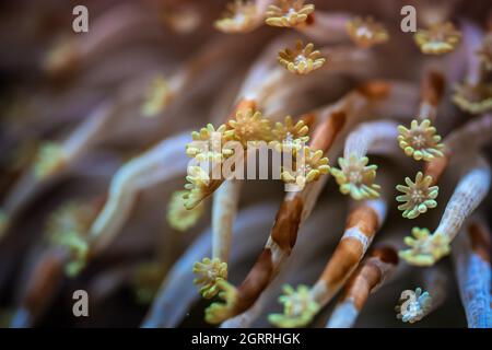 Alveopora Gänseblümchen-Seenkoralle mit blumenähnlichen Tentakeln, die unter UV-Licht leuchten, Nahaufnahme-Details - abstraktes Unterwasserbild der Unterwasserwelt Stockfoto