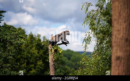 Wolverine aka wolverene - Gulo gulo - ruht auf trockenem Baum, verschwommener Wald und Himmelshintergrund Stockfoto