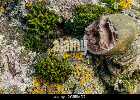 Moos und Flechten wachsen auf einem umgestürzten Baumstamm, Nahaufnahme Makrodetails Stockfoto