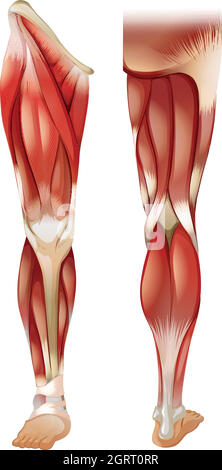 Beinmuskulatur Stock Vektor