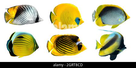 Verschiedene Arten von Schmetterlingsfischen (Raccoon, Masked, Threadfin, Spot-TailedButterflyfish, Pennant Coralfish) isoliert auf weißem Hintergrund. Streifensatz Stockfoto