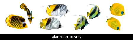 Verschiedene Arten von Schmetterlingsfischen (Raccoon, Masked, Threadfin Butterflyfish, Pennant Coralfish) isoliert auf weißem Hintergrund. Set aus gestreiftem tropischem f Stockfoto