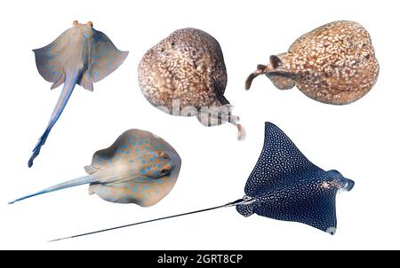 Verschiedene Arten von Stachelrochen isoliert auf einem weißen Backgr Bluespotted Ribbontail Ray, Panther Electric Ray, Spotted Eagle Ray. Set von Unterwasser-Dangerou Stockfoto