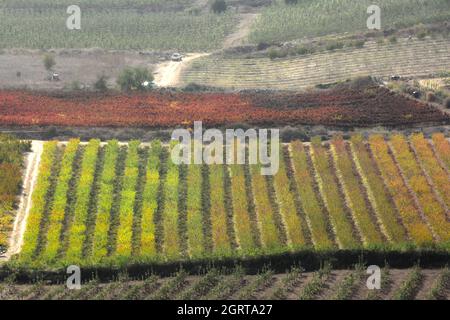 Obstgärten und Weinberge in Galilee, Israel Stockfoto