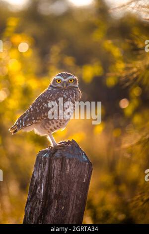 Vertikale Aufnahme einer grassenden Eule, die auf einem Baumstumpf gegen verschwommene Bäume mit Bokeh-Effekt thront Stockfoto