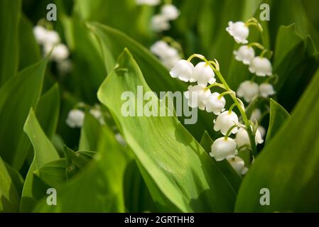Maiglöckchen blüht. Natürlicher Hintergrund mit blühenden Lilien des Tales Stockfoto