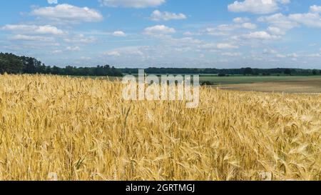 Landschaft mit Feldern von goldenen Gerstenpflanzen im Sommer Stockfoto