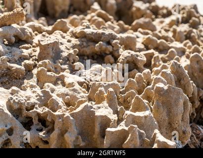 Poröses, vom Meer geformtes Gestein am Ufer des Golfs von Baratti, Gemeinde Piombino, Toskana, Italien Stockfoto