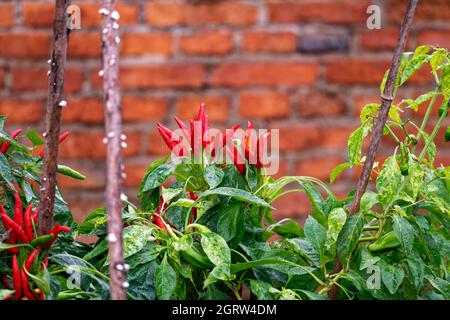 Chilis wachsen in einem Garten gegen die Hauswand Stockfoto