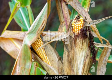 Mais, Mais auf dem Kob wächst Stockfoto