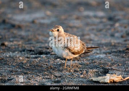 Junge Pratincole (Glareola Pratincola), Stockfoto