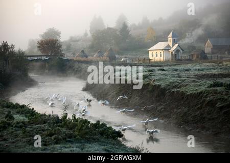 Gänse, die an einem nebligen Tag in einem Fluss baden Stockfoto