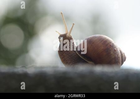 Majestätische Helix pomatia, Schnecke, die den Kopf hochlegt und in den Himmel blickt Stockfoto