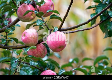 Äpfel auf einem Baum im Regen Stockfoto