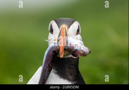 Nahaufnahme eines Papageitauchtauchschnabels, der in seinen Bau zurückkehrt, mit einem großen Fisch im Schnabel. Mykines Island, Färöer Isalnds Stockfoto