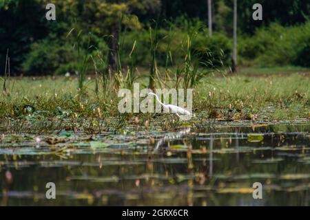 Vögel in ihrer natürlichen Umgebung. Heron in Sri Lanka. Stockfoto