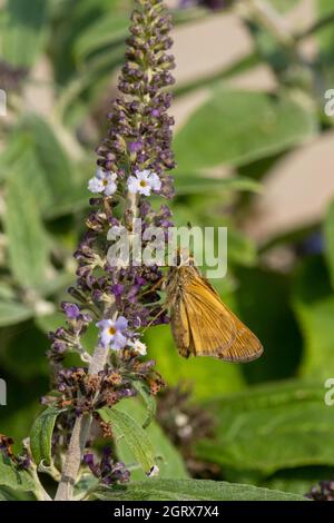 Atalopedes campestris, in den USA und Kanada Sakhem genannt, ein kleiner Graskipper Schmetterling Nektarine auf einer Buddleja davidii. Kansas, USA. Stockfoto