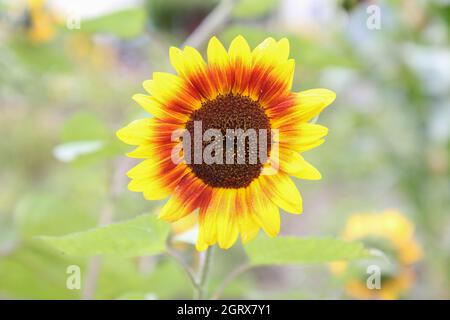 Einzelne Sonnenblume, zweifarbig in hellem Licht. Herbstsymbol. Stockfoto