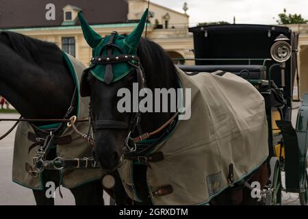 31 Mai 2019 Wien, Österreich - Pferdekutschen warten auf Touristen vor Schloss Schönbrunn. Wolkiger Morgen Stockfoto