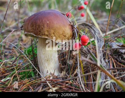 Finden Sie im Herbstwald. Steinpilze kommen Ende september vor Stockfoto