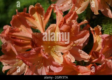 Japanische Azaleen mit orangen Blüten im Garten, im Freien. Rhododendron molle subsp. Japonicum. Horizontales Foto. Stockfoto