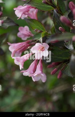 Nahaufnahme eines Strauches einer Weigela mit roten Blättern und rosa Blüten. Vertikales Foto. Stockfoto