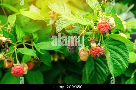 Im Garten wachsen verfaulte, überreife rote Himbeeren. Schlechte Ernte. Verdorbene Beere, Schimmel auf Beeren. Selektiver Fokus Stockfoto