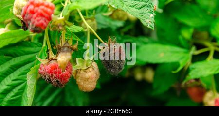 Im Garten wachsen verfaulte, überreife rote Himbeeren. Schlechte Ernte. Verdorbene Beere, Schimmel auf Beeren. Selektiver Fokus Stockfoto