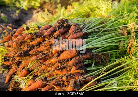 An einem sonnigen Tag liegt ein Haufen frisch gepflückter Karotten auf dem Feld. Geerntetes Bio-Gemüse. Landwirtschaft und Landwirtschaft. Saisonarbeit. Selektiver FOC Stockfoto