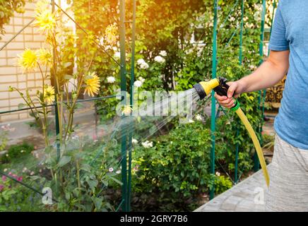 Ein Gärtner mit einem Gartenschlauch und eine Spritze die Blumen im Garten an einem sonnigen Tag im Sommer. Sprinklerschutz Schlauch für Bewässerungsanlagen. Gartenarbeit, Stockfoto