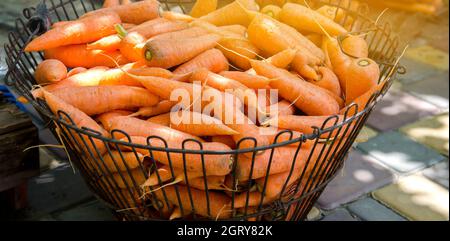 Korb mit jungen frischen Karotten zum Verkauf vorbereitet. Frisch geerntete Karotten. Ernte von Bio-Gemüse. Landwirtschaft und Landwirtschaft. Selektiver Fokus Stockfoto