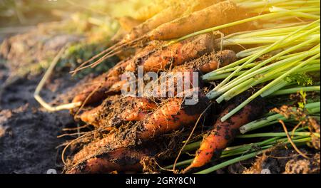 An einem sonnigen Tag liegt ein Haufen frisch gepflückter Karotten auf dem Feld. Geerntetes Bio-Gemüse. Landwirtschaft und Landwirtschaft. Saisonarbeit. Selektiver FOC Stockfoto