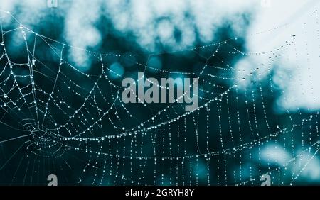 Nahaufnahme von abstraktem, nassem Seidenspinngewebe auf dunklem nächtlichem Hintergrund, wunderschönem weißen Bokeh. Zerbrechlicher Tau tropft auf Spinnennetz-Fasern der Natur im blauen Mondlicht. Stockfoto