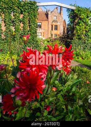 Chenies Herrenhaus im Herbst beeindruckende dekorative Dahlia 'Red Labyrinth' im Vordergrund mit dem Tudor Herrenhaus im Hintergrund. Stockfoto