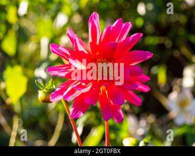 Dahlia 'Karma Fuchsiana' im Chenies Manor Garten, hinterleuchtet von der Nachmittagssonne Ende September. Stockfoto