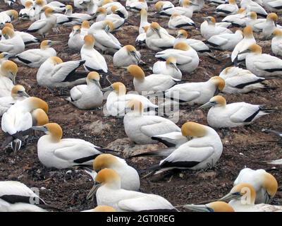 Eine australische Gannet-Festlandkolonie in Hawkes Bay an der Ostküste der Nordinsel in Neuseeland. Diese großen Seevögel, morus serrator, sind bekannt für ihre Paarungsrituale und Nistlebensräume, die sich hauptsächlich in Australien und Neuseeland befinden. Die gelben, weißen und schwarzen Vögel sind seit dem 19. Jahrhundert an der Küste Neuseelands ein fester Bestandteil. Stockfoto