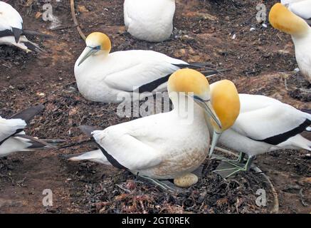 Ein Paar Australasian Gannet kuschelt und wacht über ihr Ei in Hawkes Bay auf der Nordinsel Neuseelands. Stockfoto