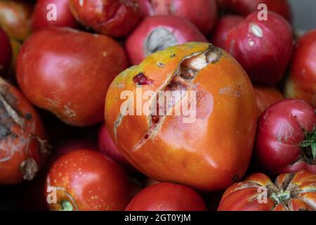 Knackige und verdorbene Tomaten schlechte Ernte – rote Tomaten, Fäule, Krankheit, Dürre ... Stockfoto