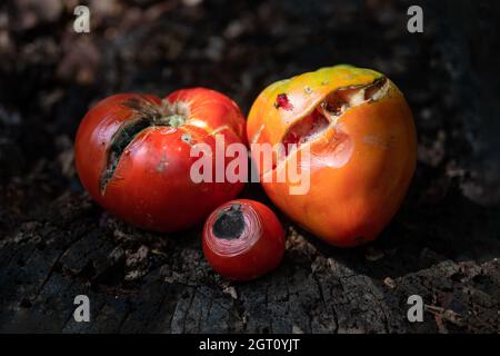 Knackige und verdorbene Tomaten schlechte Ernte – rote Tomaten, Fäule, Krankheit, Dürre ... Stockfoto